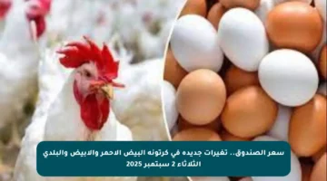 سعر الصندوق.. تغيرات جديدة في كرتونة البيض الأحمر والأبيض والبلدي الثلاثاء 2 سبتمبر 2025